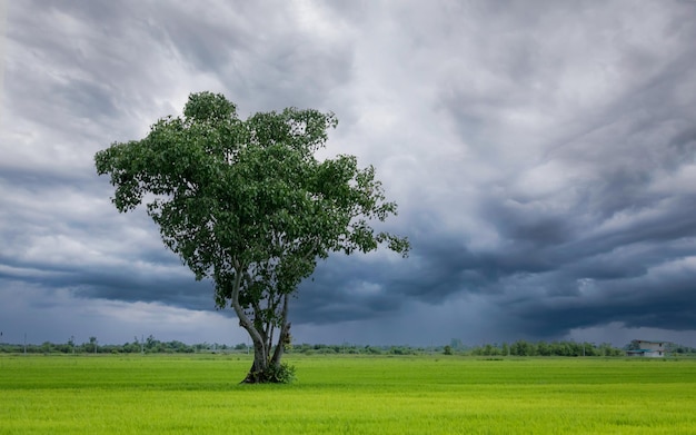 Tree in green rice field with overcast sky Agricultural field in rainy season with stormy sky Beauty