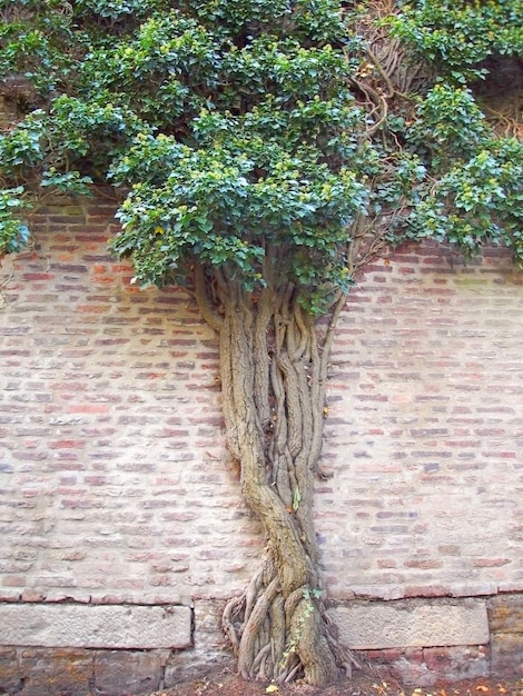 Tree growing on the antique wall