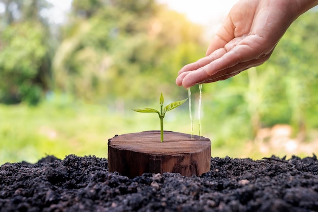 A tree growing from a cut stump and the hands of a farmer caring for the tree New life concept