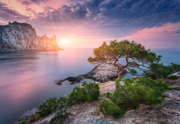 Tree growing from the rock at sunset