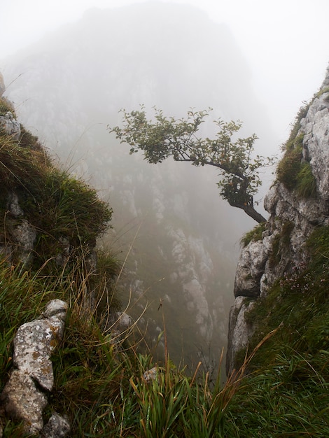 Tree growing out of a rock in a foggy mountain landscape (Asturias, Spain)