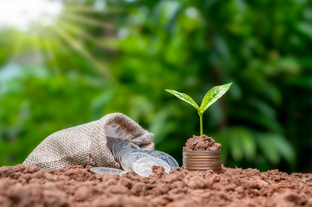 Tree growing on a pile of coins with money bag on soil and green background, finance and economic growth concept.