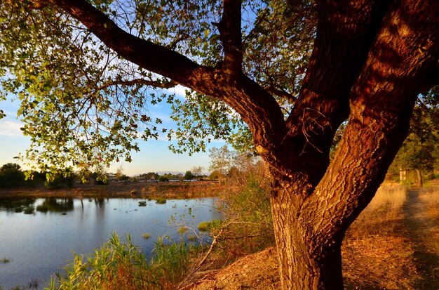 Photo tree growing on riverbank against sky