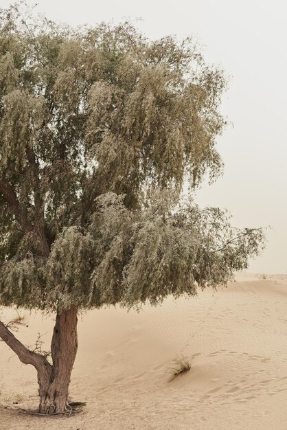 Tree growing in wild desert Desert vegetation