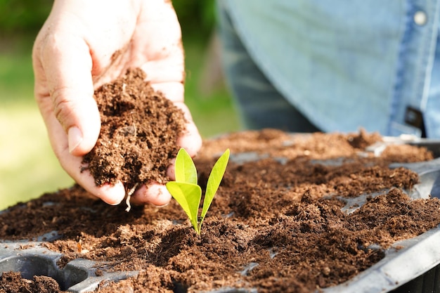 Tree growing with hand eco earth day save world save earth go green