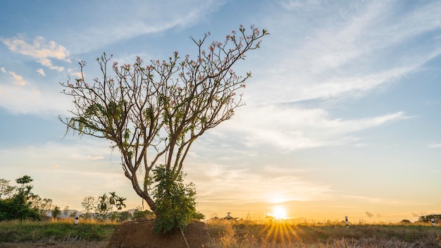 The tree has pink flowers and a view with the golden sun shining