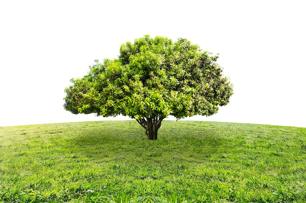 A tree on a hill with a white sky behind it