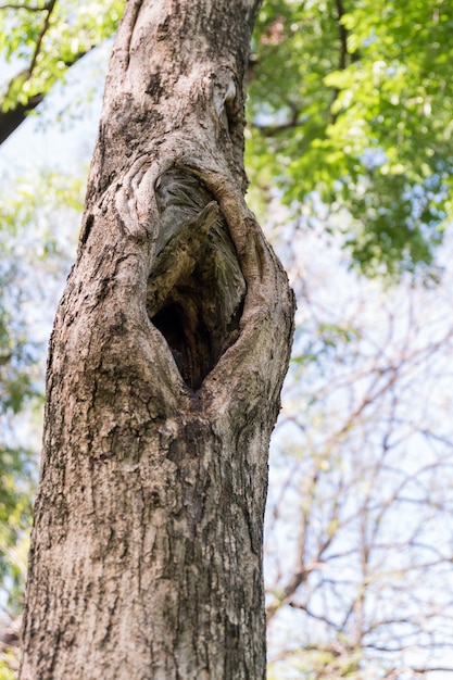 Tree hollow