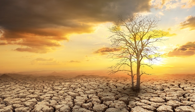 The tree is dried on cracked soil in arid areas of landscape