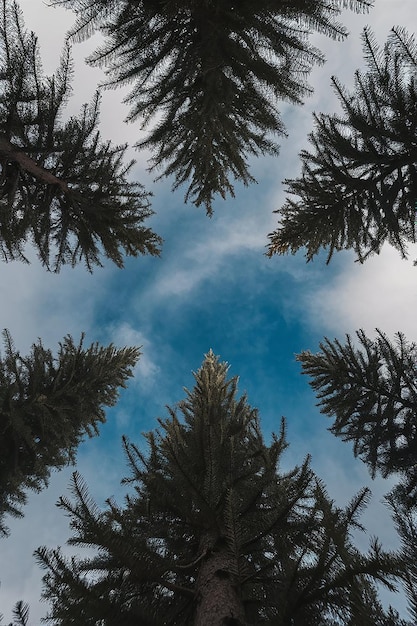 a tree is shown in a circle with the words quot tree quot on the bottom