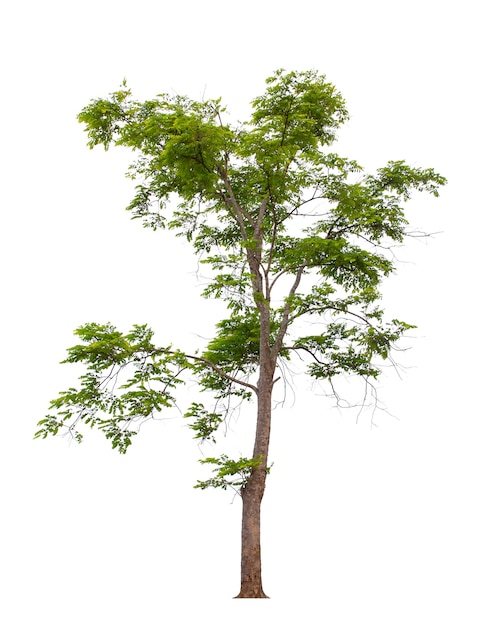 Tree isolate on white background