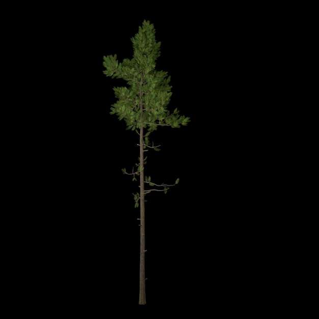 tree isolated on black background