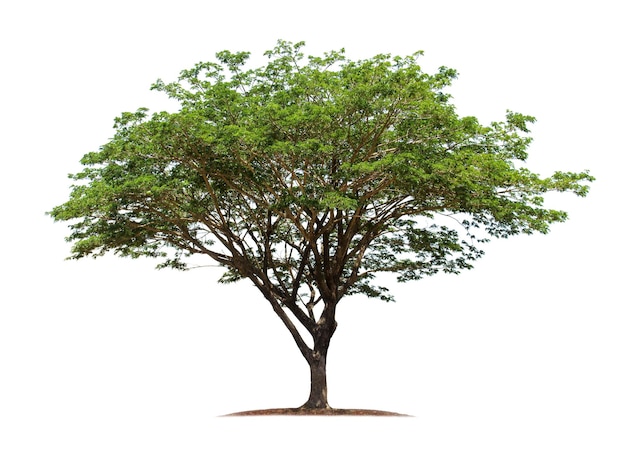 Tree isolated on white background with clipping paths for garden