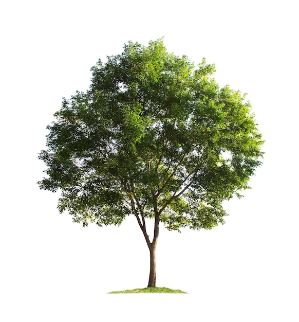 Tree isolated on white background with clipping paths for garden