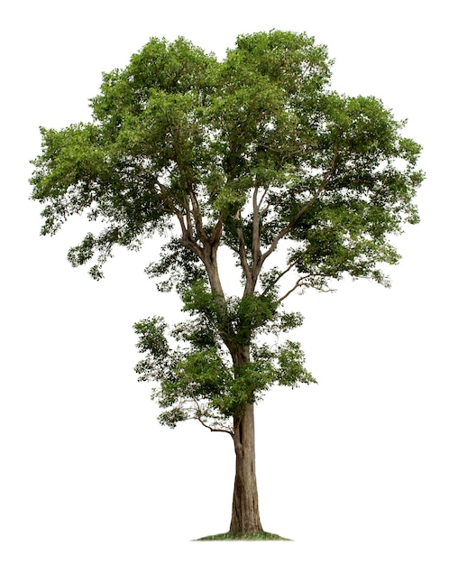 Tree isolated on white background with clipping paths for garden