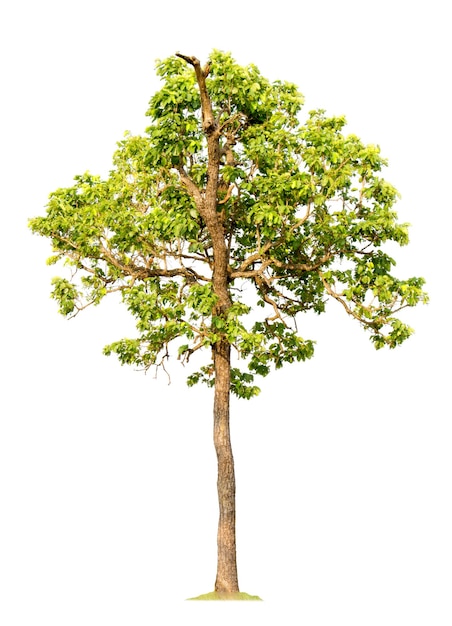 Tree isolated on white background with clipping paths