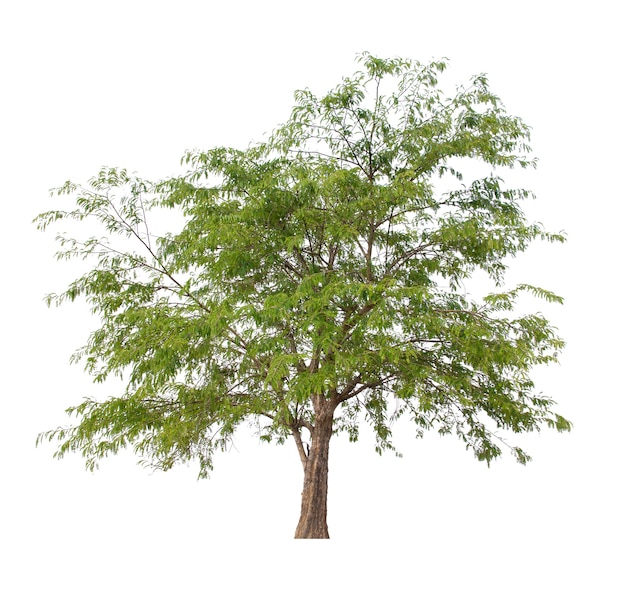 Tree isolated on white background