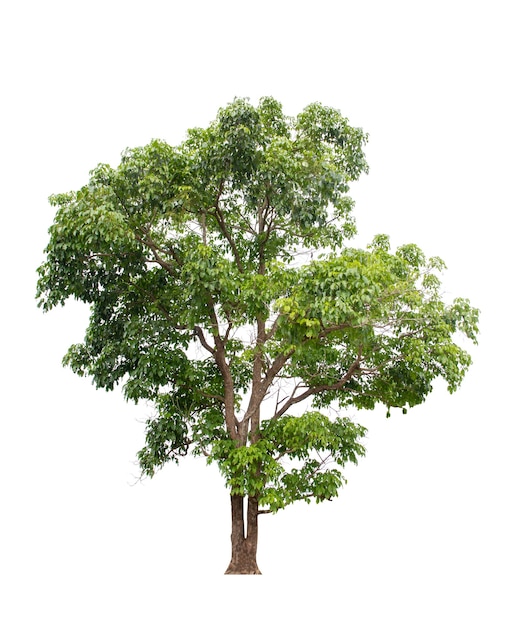 Tree isolated on white background