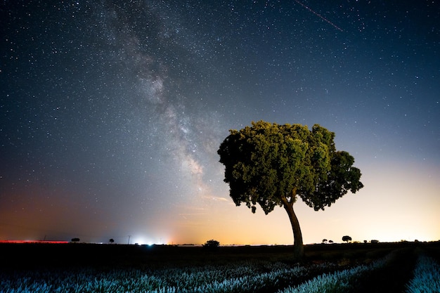 A tree and a lavender field in the summer milky way with a starry sky