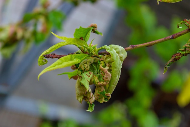 Tree leaf disease twisted peach tree leaves