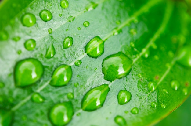 Tree leaf texture with water drops Close up