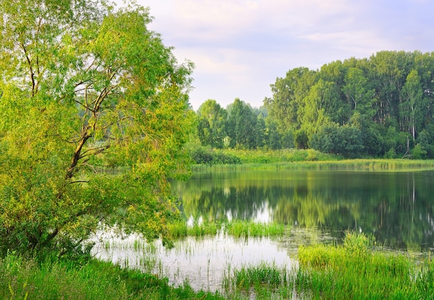 The tree leaned over the water of the lake under the blue cloudy morning sky