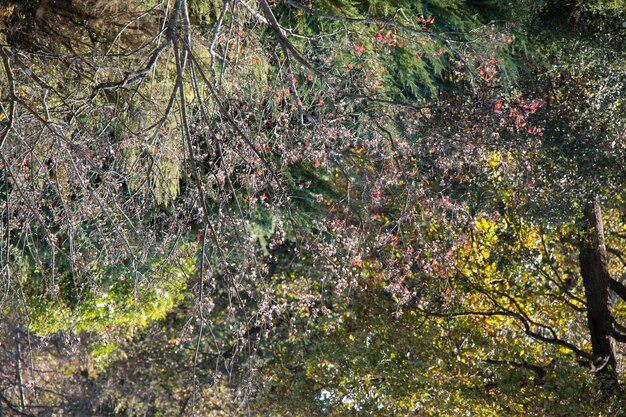 Tree leaves as floral nature background of vegetation