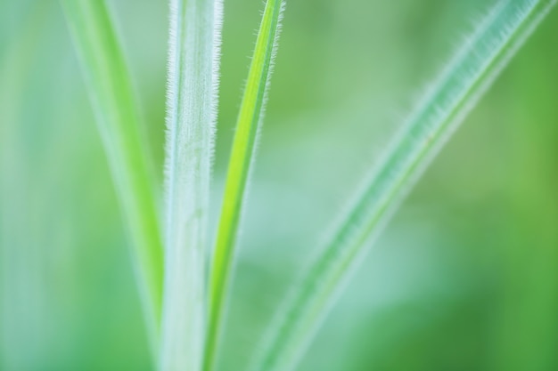 Tree Leaves bokeh for nature background and save green concept