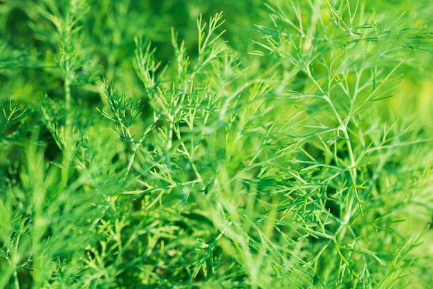 Tree Leaves bokeh for nature background