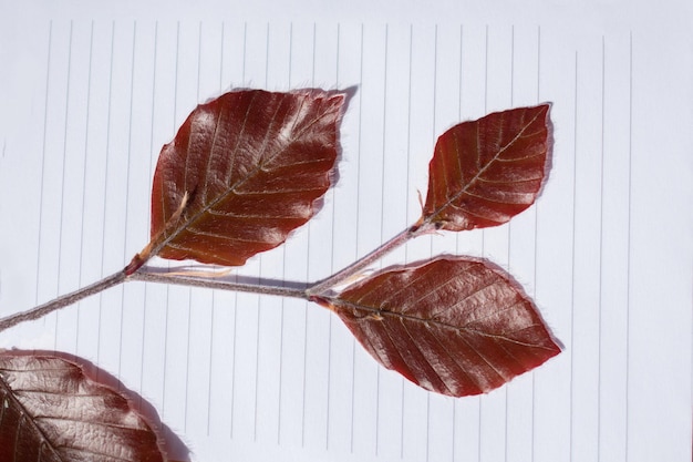 Tree leaves over a notebook page