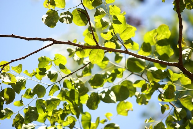 Tree leaves on the sky background