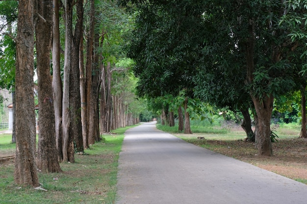 Tree line country road in the morning