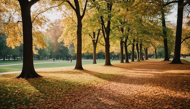 a tree lined path with a path that has fallen leaves on it