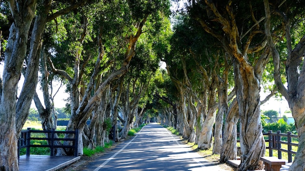 Tree lined road in summer
The shadows with trees in sunny day
Green tunnel for travel shot