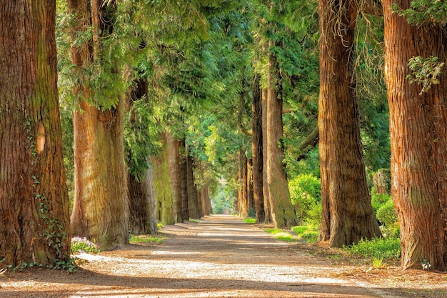 a tree lined road with a sign that says quot trees quot on the right