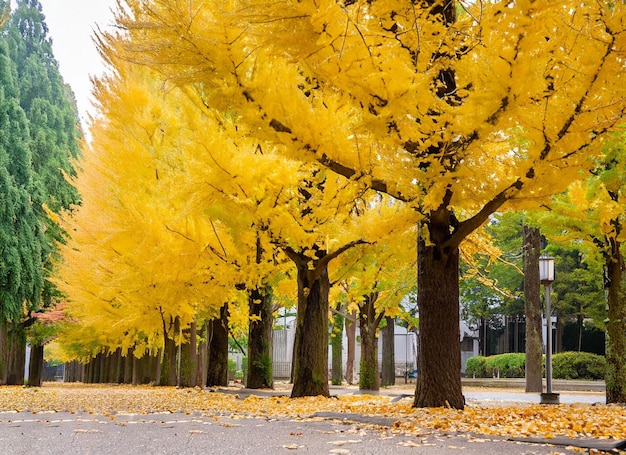 A tree lined street with yellow leaves and the word " autumn " on the bottom.