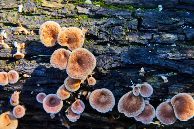 Tree log detail with fungi mushrooms growing