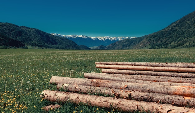 Tree logs cut off on sunny grass field