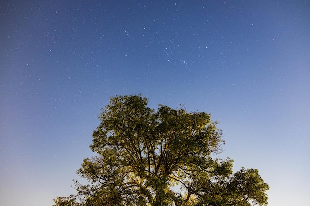 Tree mango top in the night sky with star