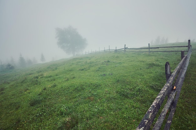 Tree in the meadow in the mist