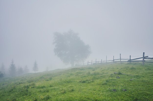 Tree in the meadow in the mist