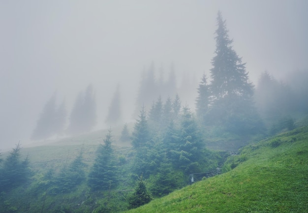 Tree in the meadow in the mist