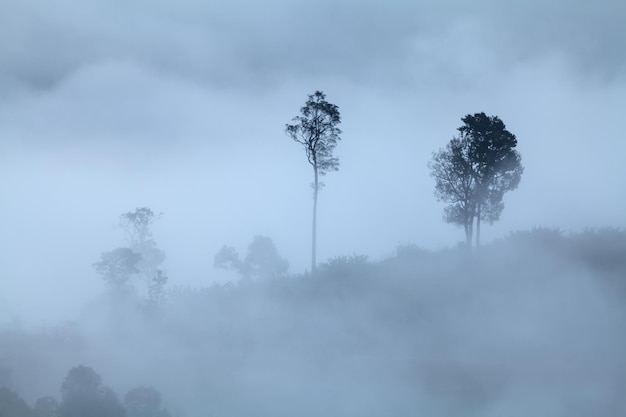 Tree on meadow at sunrise and mist