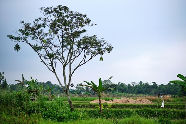 A tree in the middle of a field with a few other trees in the background.