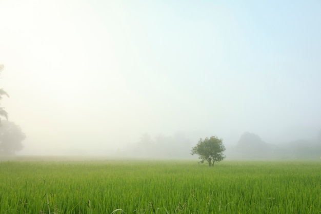 Tree in the mist with Green Rice Field on morning sun light