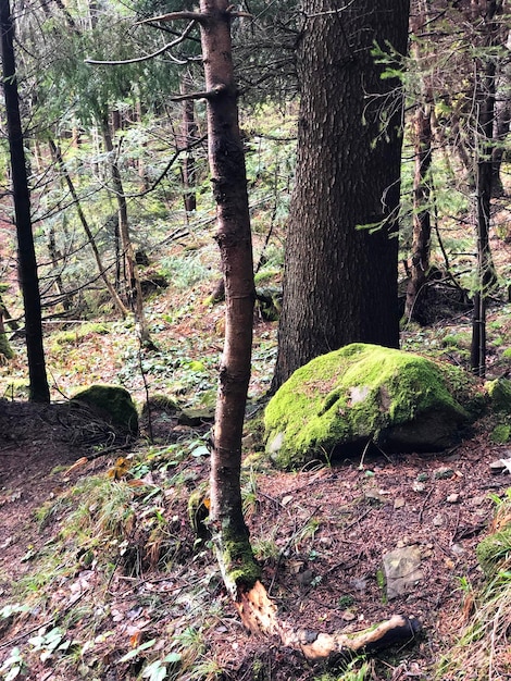 Tree in Moss in Dark Forest