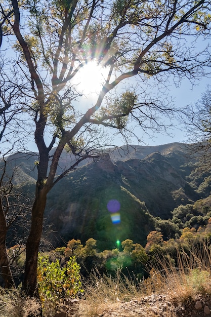 Tree on the mountain illuminated by the sun's rays