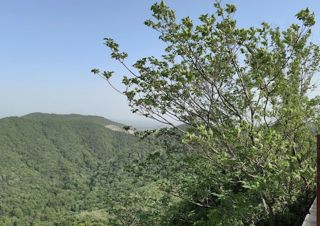 A tree in a mountain valley with a view of the mountains in the background