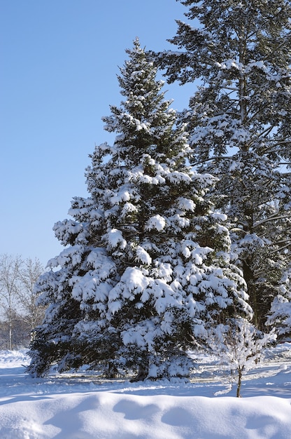 Tree n the snow on a sunny day