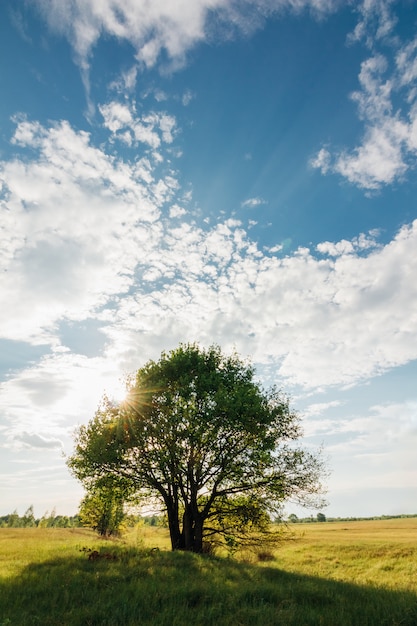 Tree of the oak tree with sun blue sky with clouds